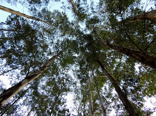 Tree nature forest branch Photo