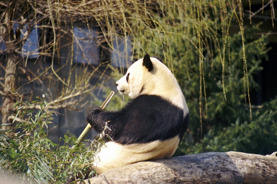 White bear wildlife zoo