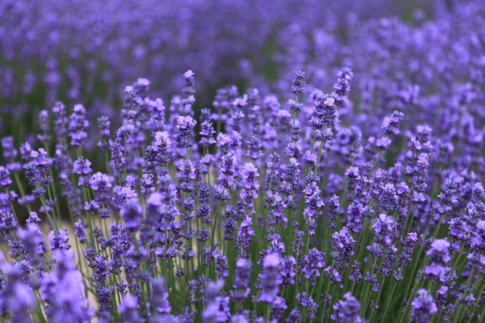 植物 分野 草原
 花