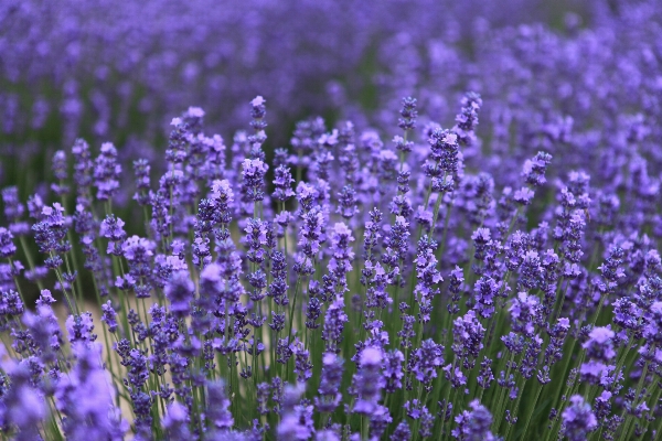 Plant field meadow flower Photo