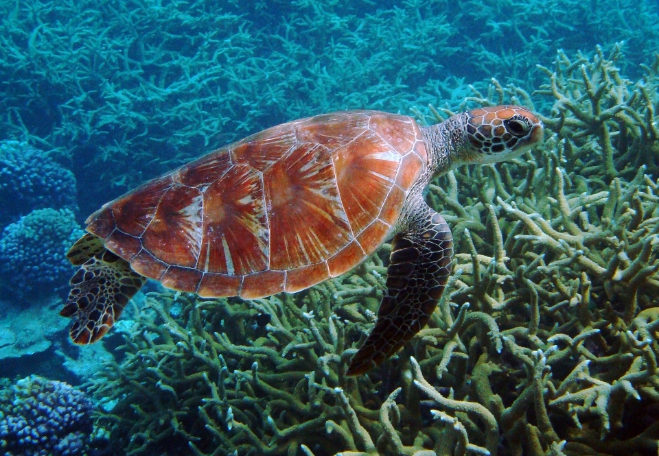 海 水 海洋 野生动物