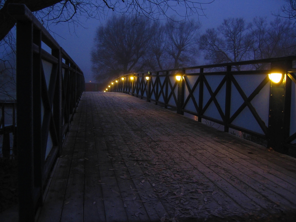 árvore neve luz ponte