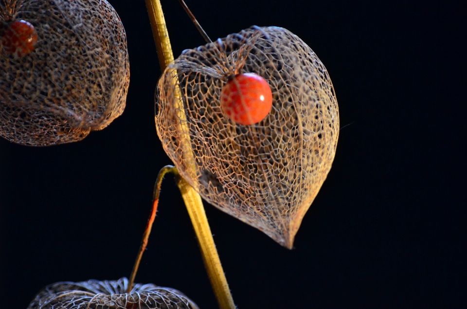 Fotografia foglia fiore insetto