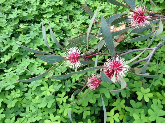 Nature blossom plant meadow Photo