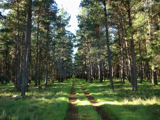 Foto Paesaggio albero natura foresta