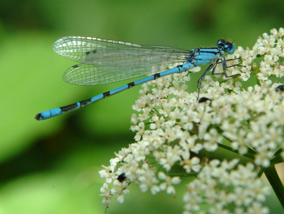 Nature aile la photographie fleur