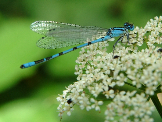 Nature wing photography flower Photo