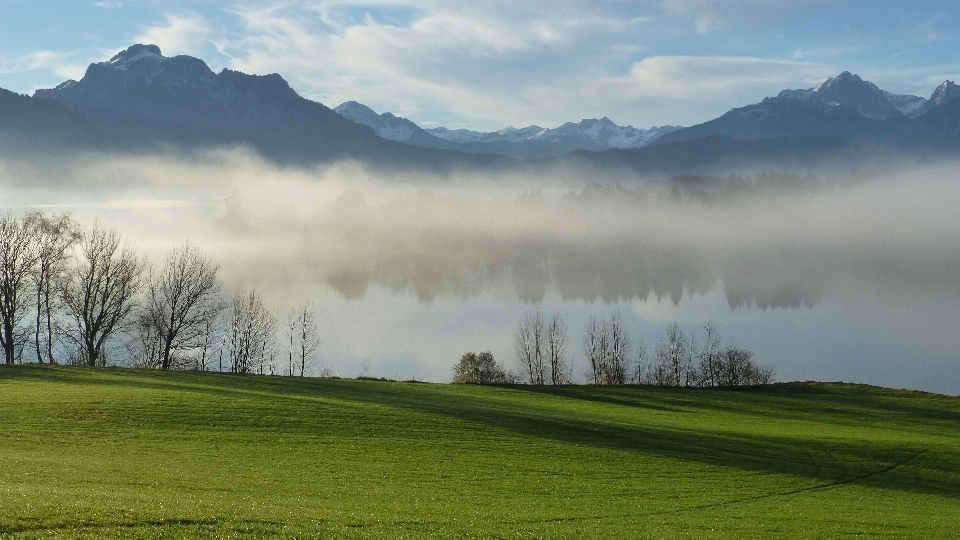 Paysage arbre nature herbe