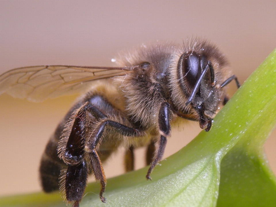 虫 fauna 無脊椎動物 閉じる
