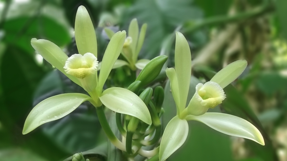 Planta blanco flor verde