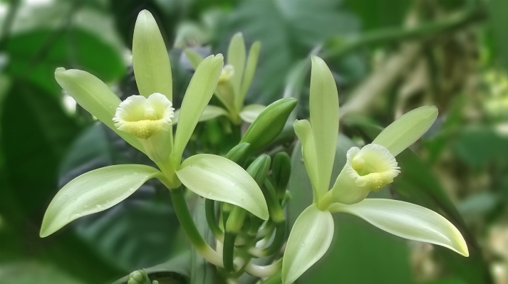 Plant white flower green Photo