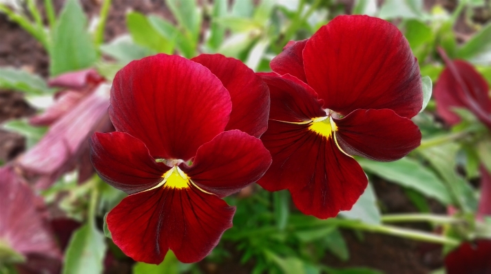 Plant flower purple petal Photo