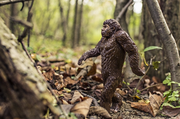 Foto Natura foresta a piedi animale