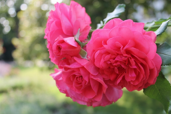 Nature blossom plant flower Photo