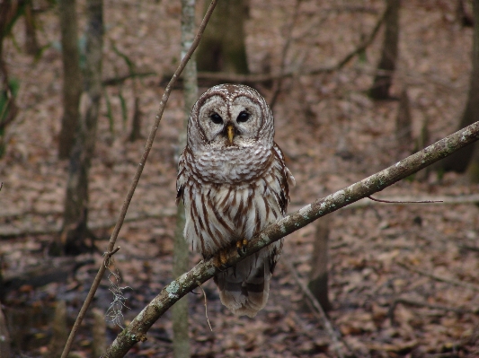 Nature branch bird wildlife Photo