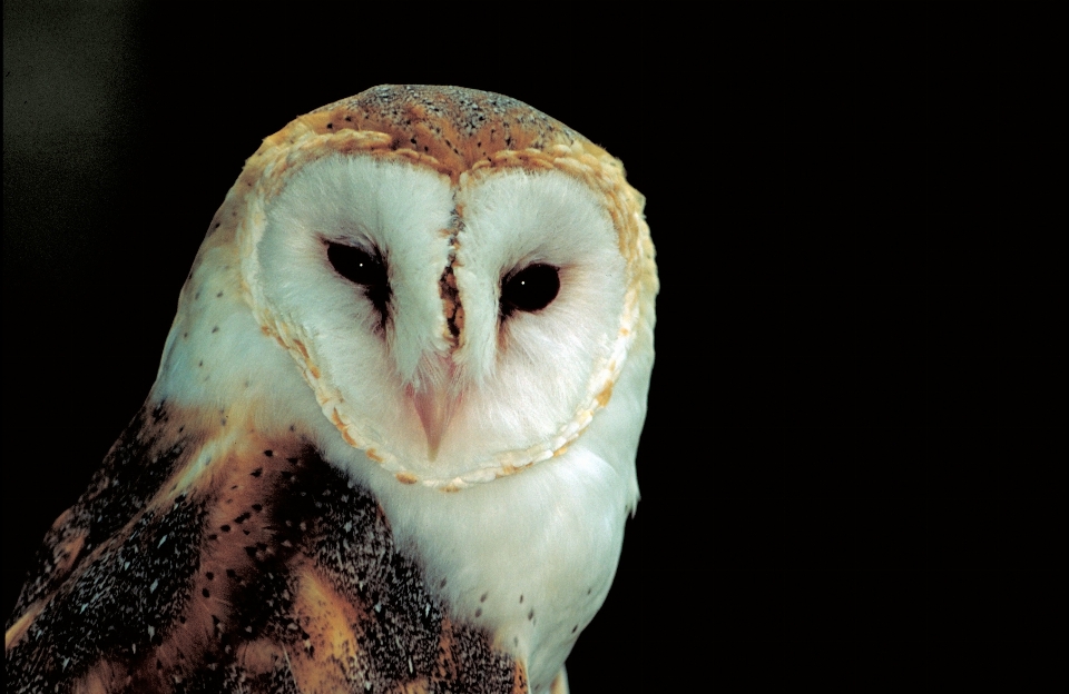 Oiseau profil le bec prédateur