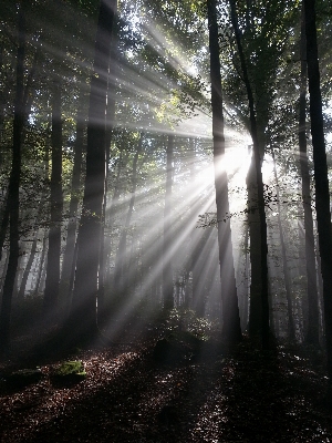 Tree nature forest branch Photo