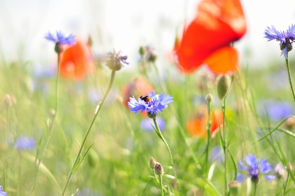 Nature grass blossom plant