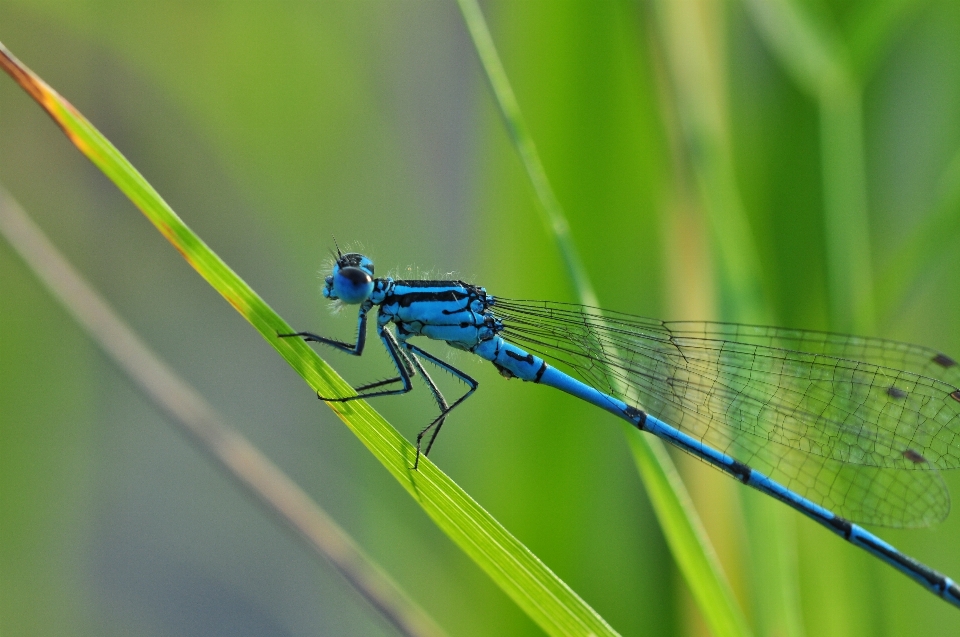 Nature aile la photographie feuille