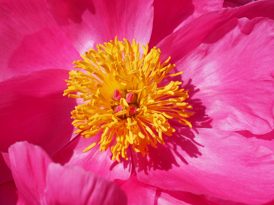 Blossom plant flower petal