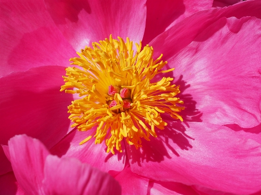 Blossom plant flower petal Photo