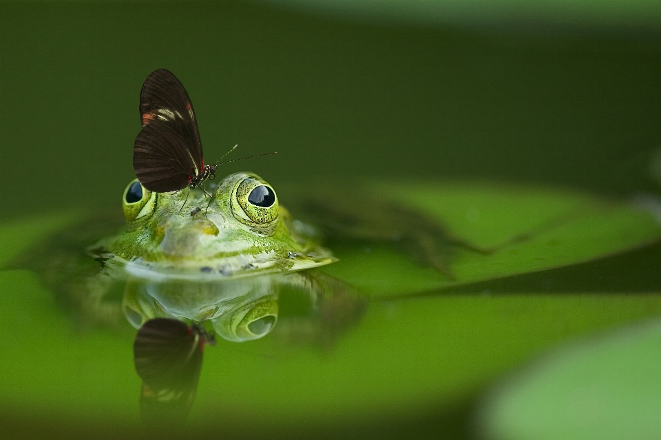 Wasser natur flügel fotografie