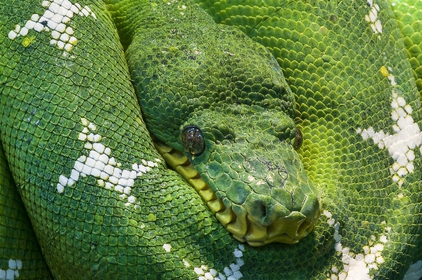 Foto Animale animali selvatici ritratto verde