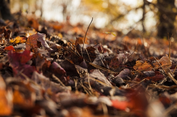 Tree nature forest outdoor Photo