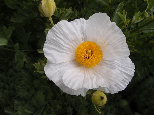 Foto Natura fiore pianta bianco