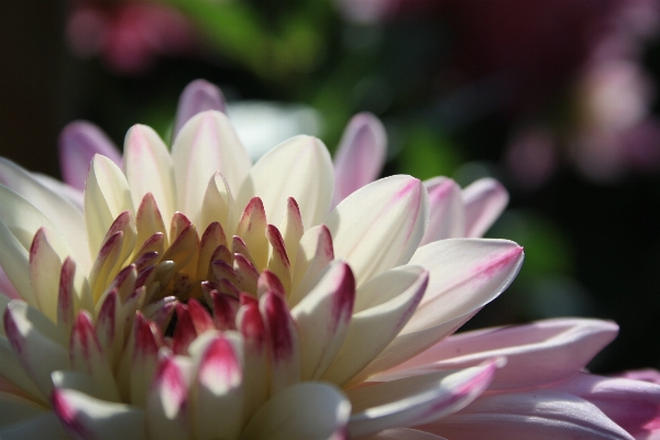 Nature blossom open plant Photo