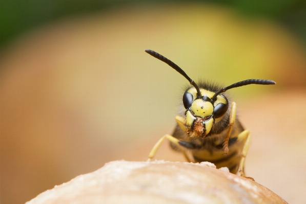 Photography fly female insect Photo