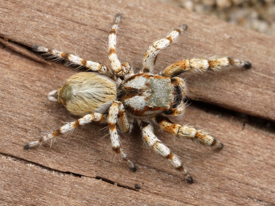 Erkek yaban hayatı böcek fauna