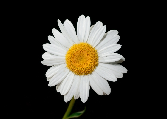 Foto Fiore bianco e nero
 pianta