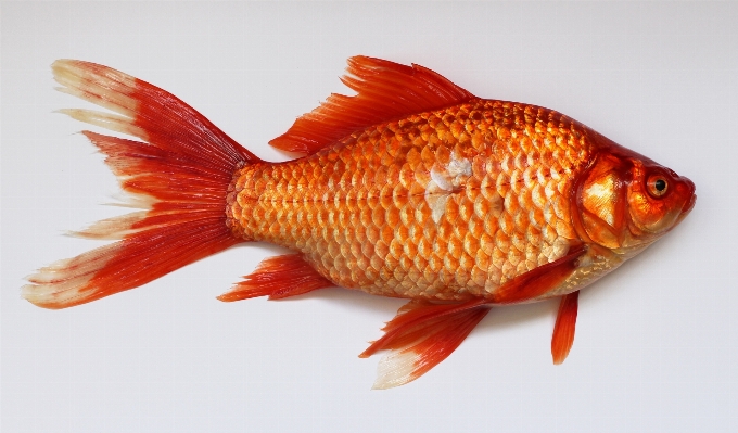 Golden red fish vertebrate Photo