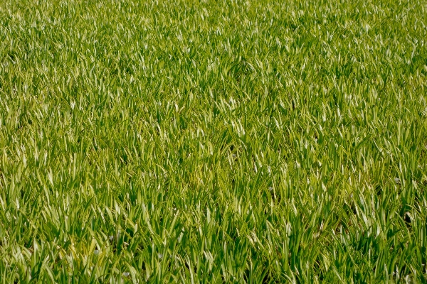 自然 草 植物 分野 写真