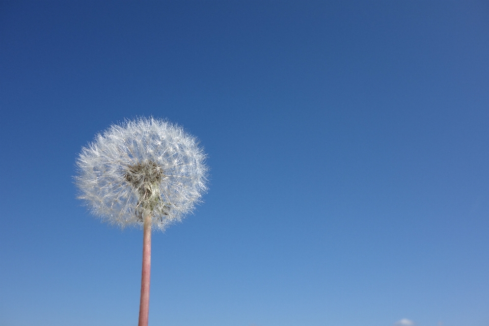 Nature blossom cloud plant