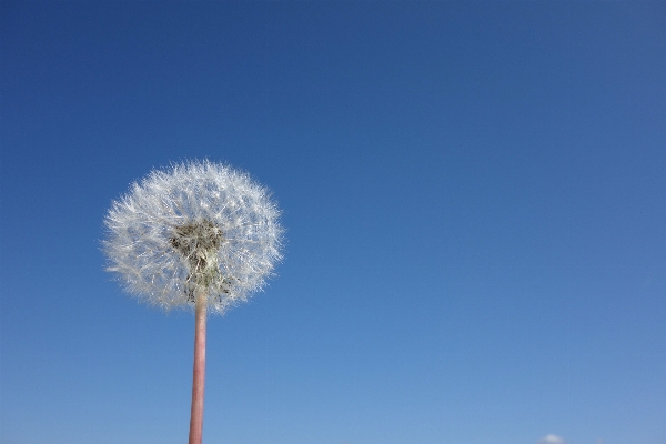 Nature blossom cloud plant Photo