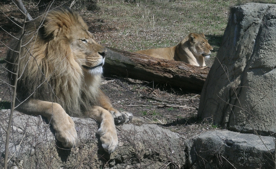 Aventura lazer animais selvagens jardim zoológico