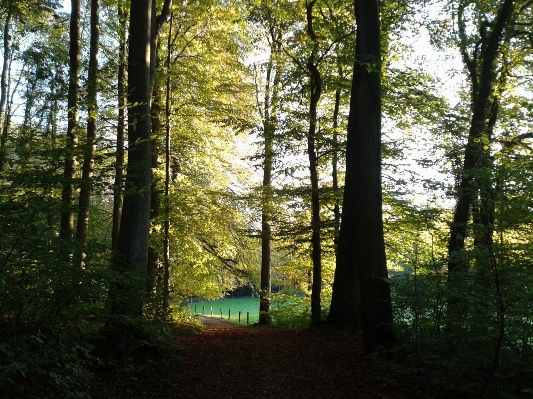 Landscape tree nature forest Photo