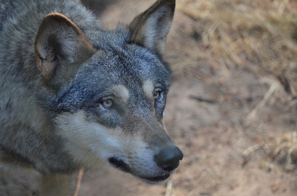 Foto Animali selvatici mammifero lupo predatore