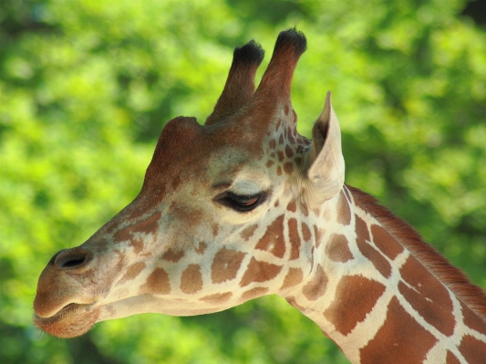 Animal wildlife zoo mammal Photo