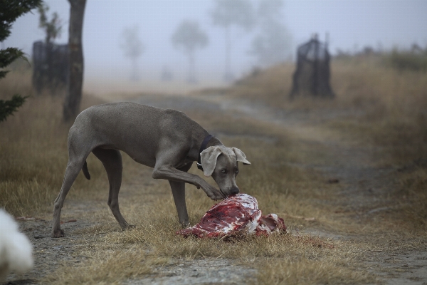 Foto Cane canino
 animali selvatici foraggio