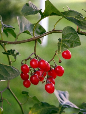 Branch plant fruit berry Photo