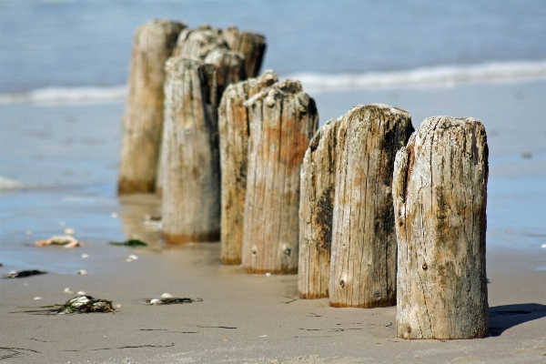 Zdjęcie Plaża wyrzucone drewno
 morze wybrzeże