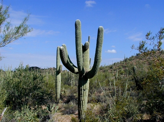 Foto Cacto
 plantar deserto flor