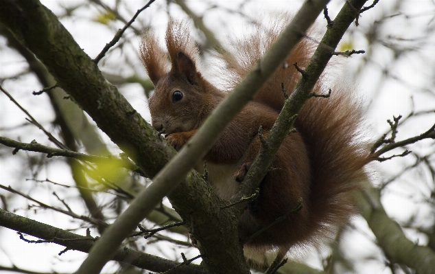 Tree nature branch wildlife Photo