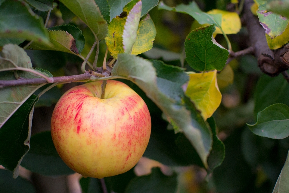 Apple pohon alam cabang