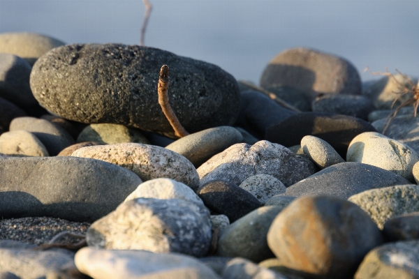 Rock wood pebble soil Photo