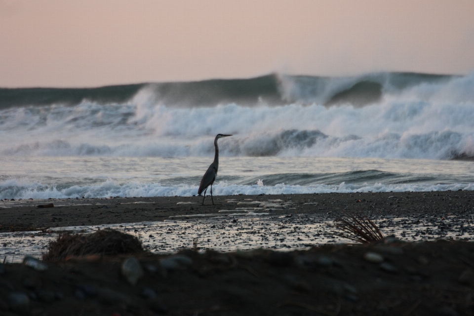 Beach sea coast nature