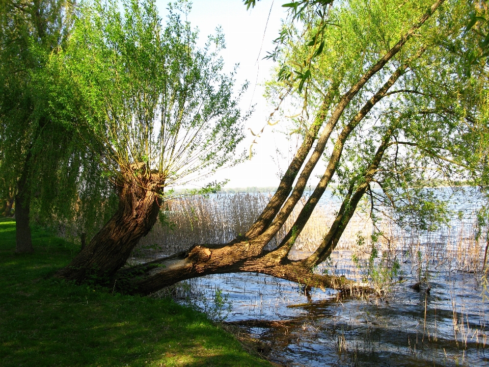 Pohon alam hutan rawa